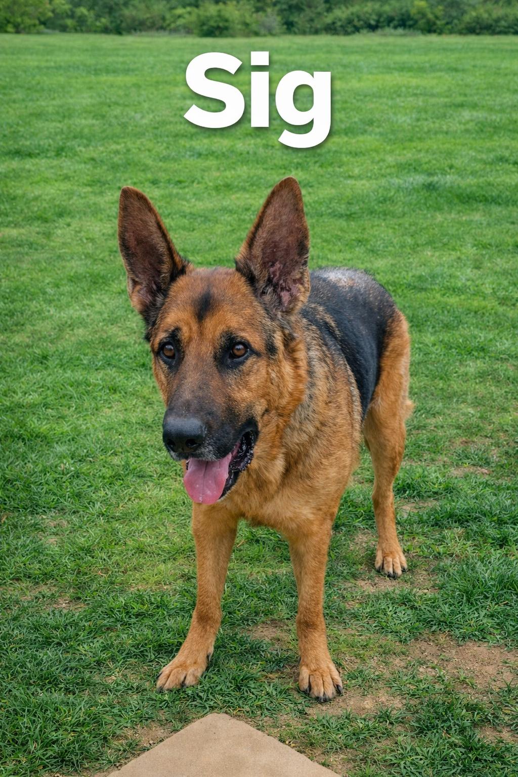 Sig, ADOPTABLE, Adult Male German Shepherd Dog.
