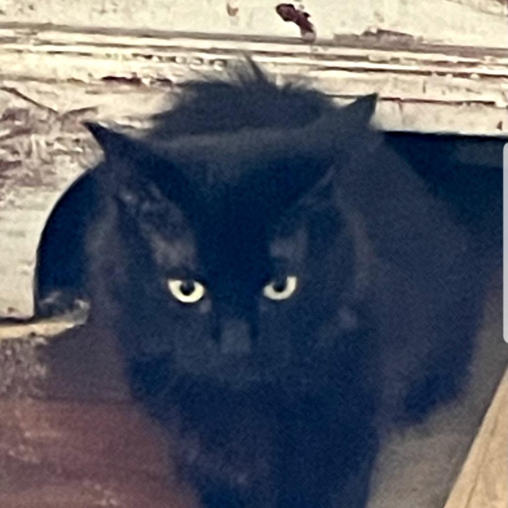 Big Mama, Adoptable, Adult Female Domestic Long Hair.