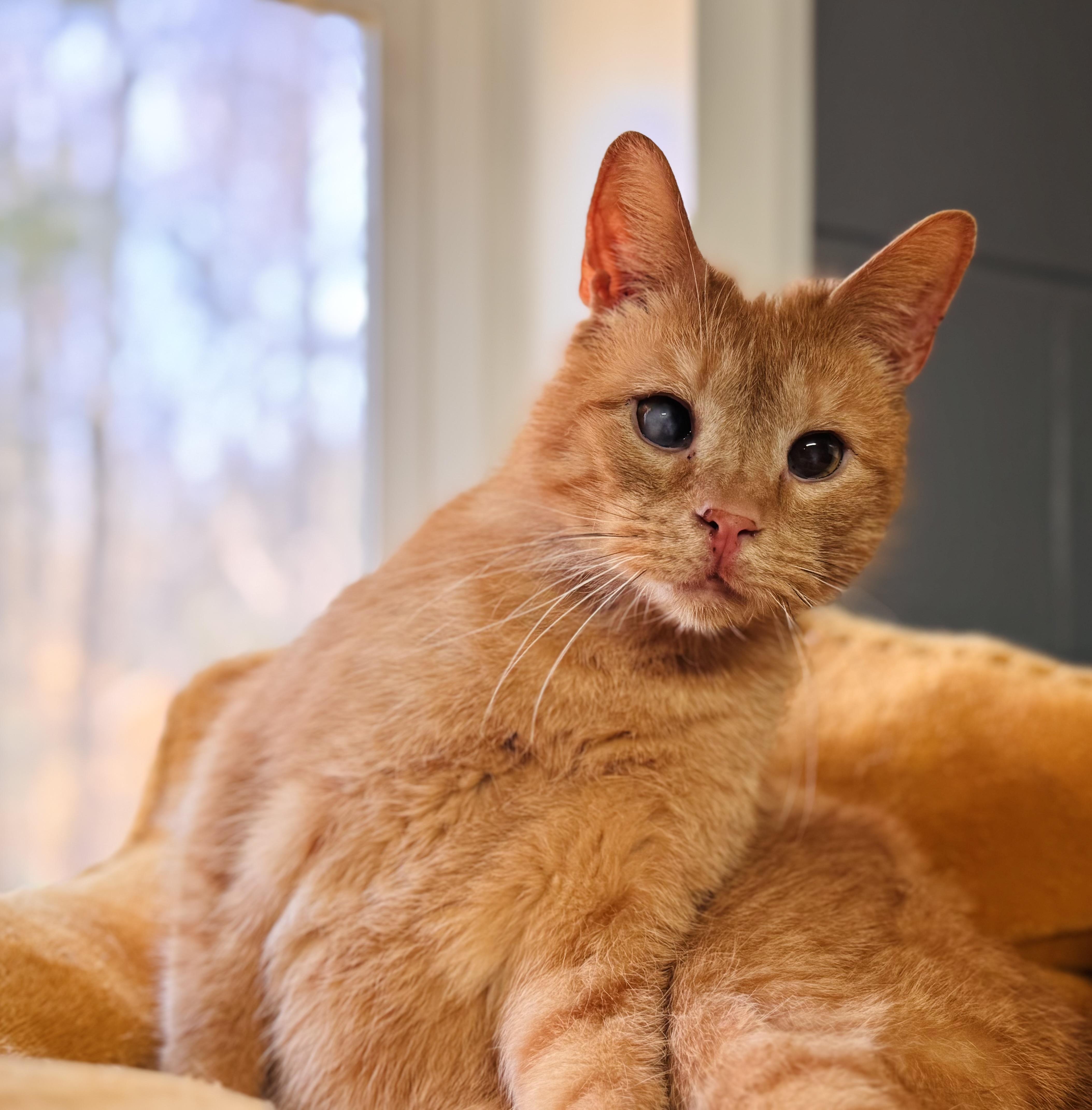Mango, Adult Male Domestic Short Hair