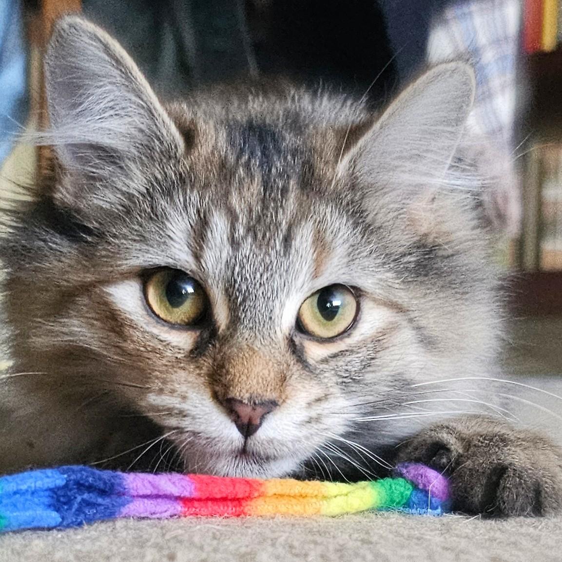 Enlarge Chico and Harpo, a Adoptable mixed breed in Chicago, IL image 2/6