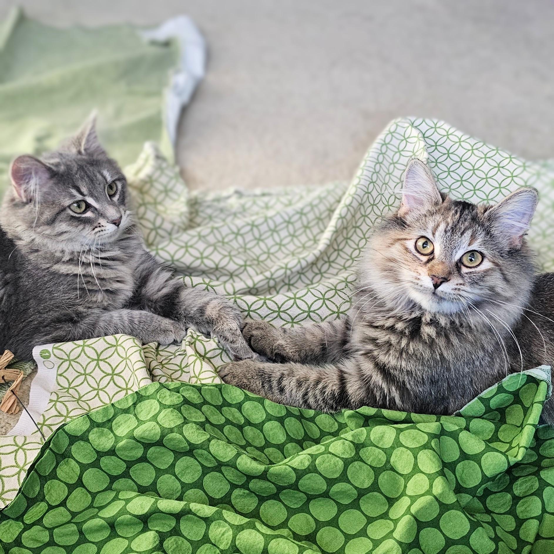 Chico and Harpo, Adoptable, Kitten Female Domestic Long Hair & Domestic Medium Hair.