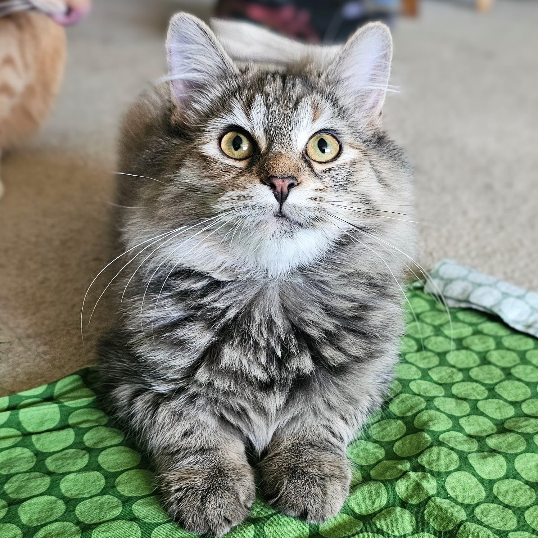 Enlarge Chico and Harpo, a Adoptable mixed breed in Chicago, IL image 5/6