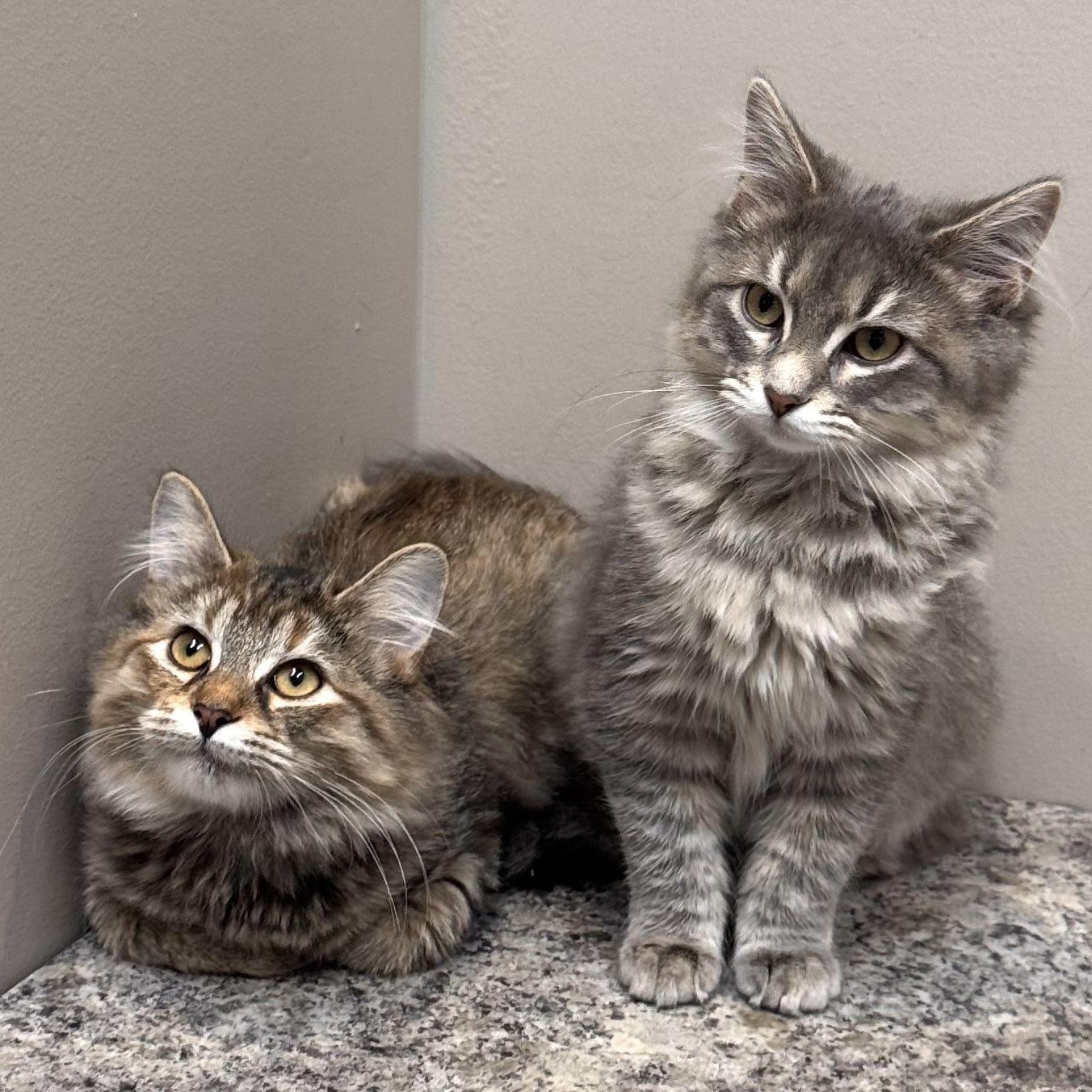 Enlarge Chico and Harpo, a Adoptable mixed breed in Chicago, IL image 6/6