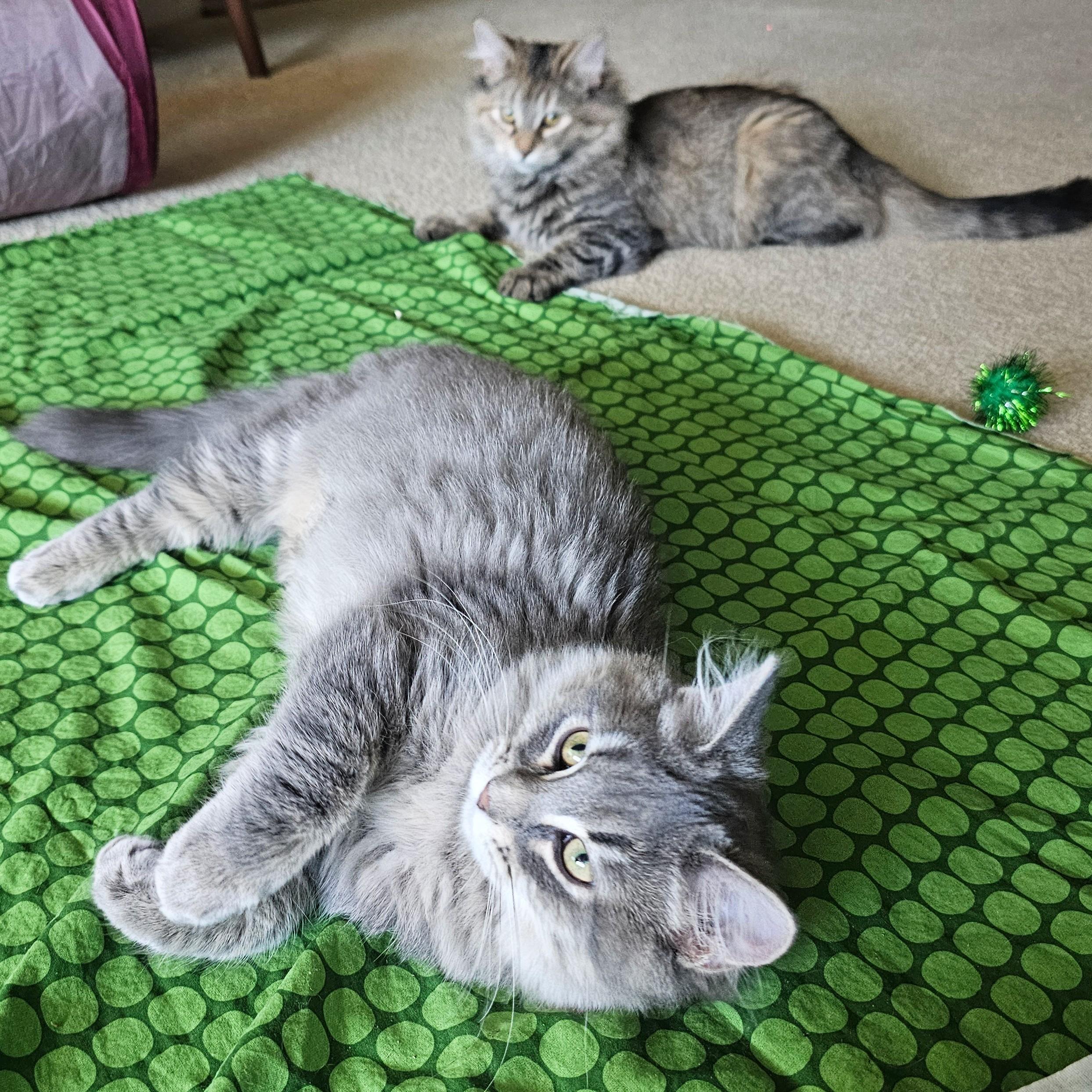 Enlarge Chico and Harpo, a Adoptable mixed breed in Chicago, IL image 4/6