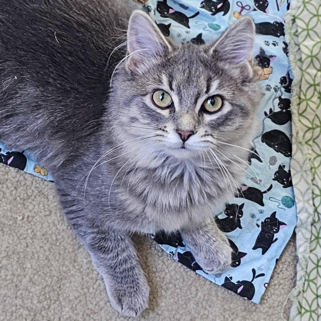 Enlarge Chico and Harpo, a Adoptable mixed breed in Chicago, IL image 3/6