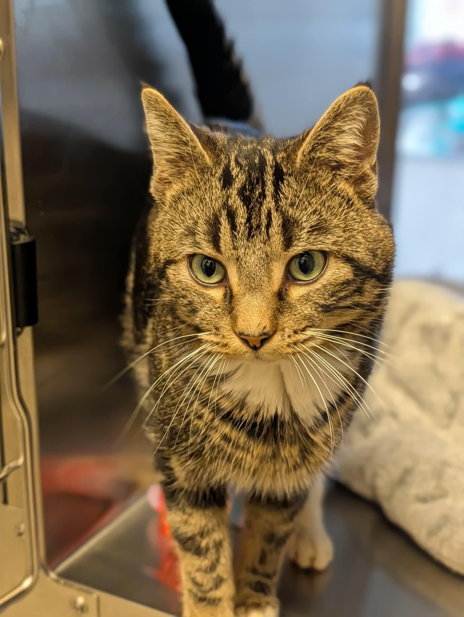 Enlarge Swayze, an adopted mixed breed in Chambersburg, PA image 1/1