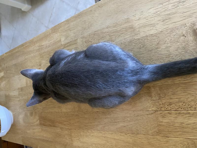 Zues, an adoptable Korat, Domestic Short Hair in Sunnyvale, CA, 94086 | Photo Image 3