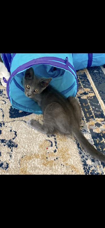 Zues, an adoptable Korat, Domestic Short Hair in Sunnyvale, CA, 94086 | Photo Image 1