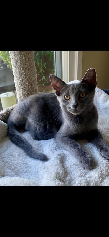 Zues, an adoptable Korat, Domestic Short Hair in Sunnyvale, CA, 94086 | Photo Image 2