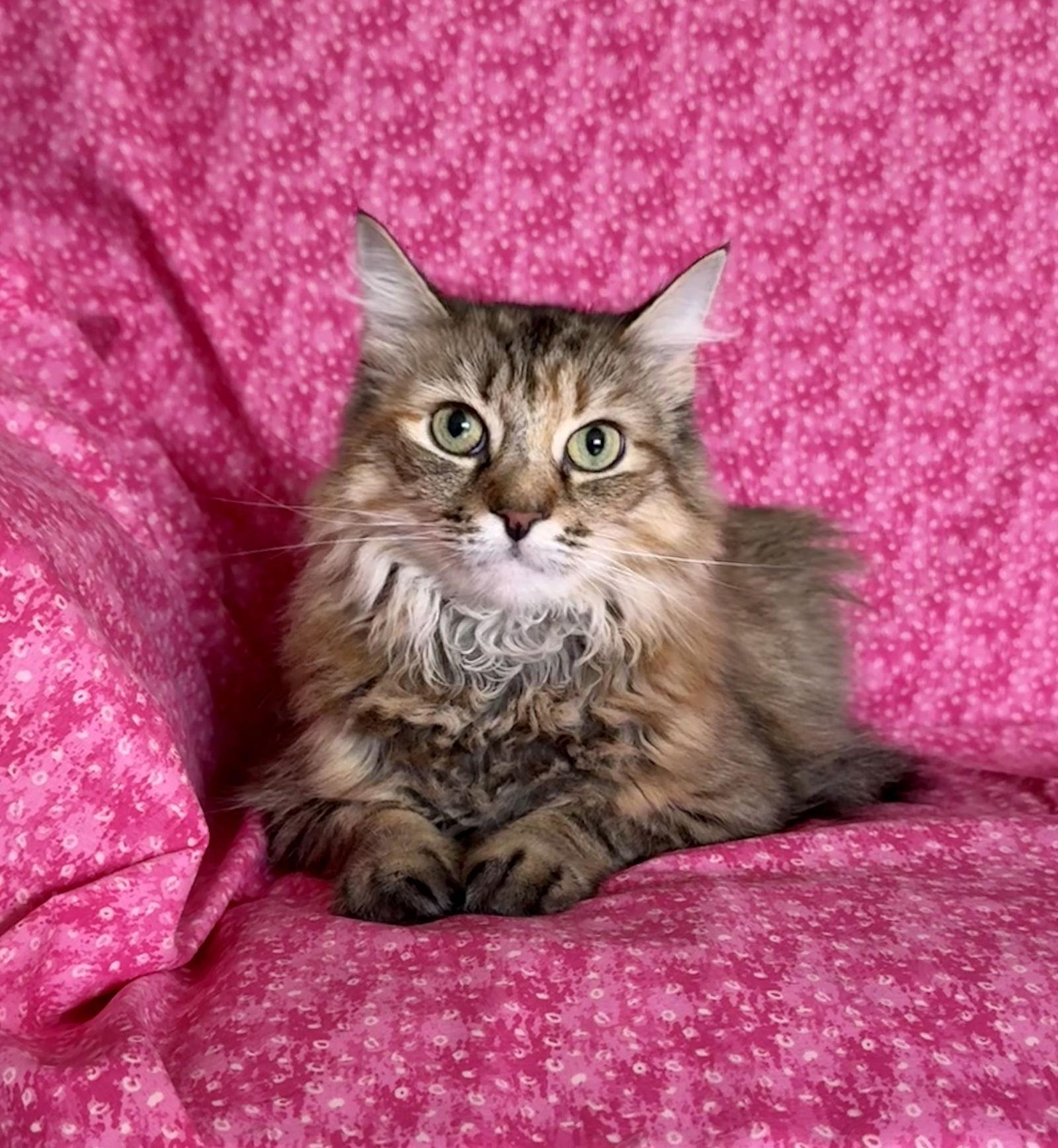 Enlarge Pink, a Adoptable mixed breed in Newtown Square, PA image 1/3