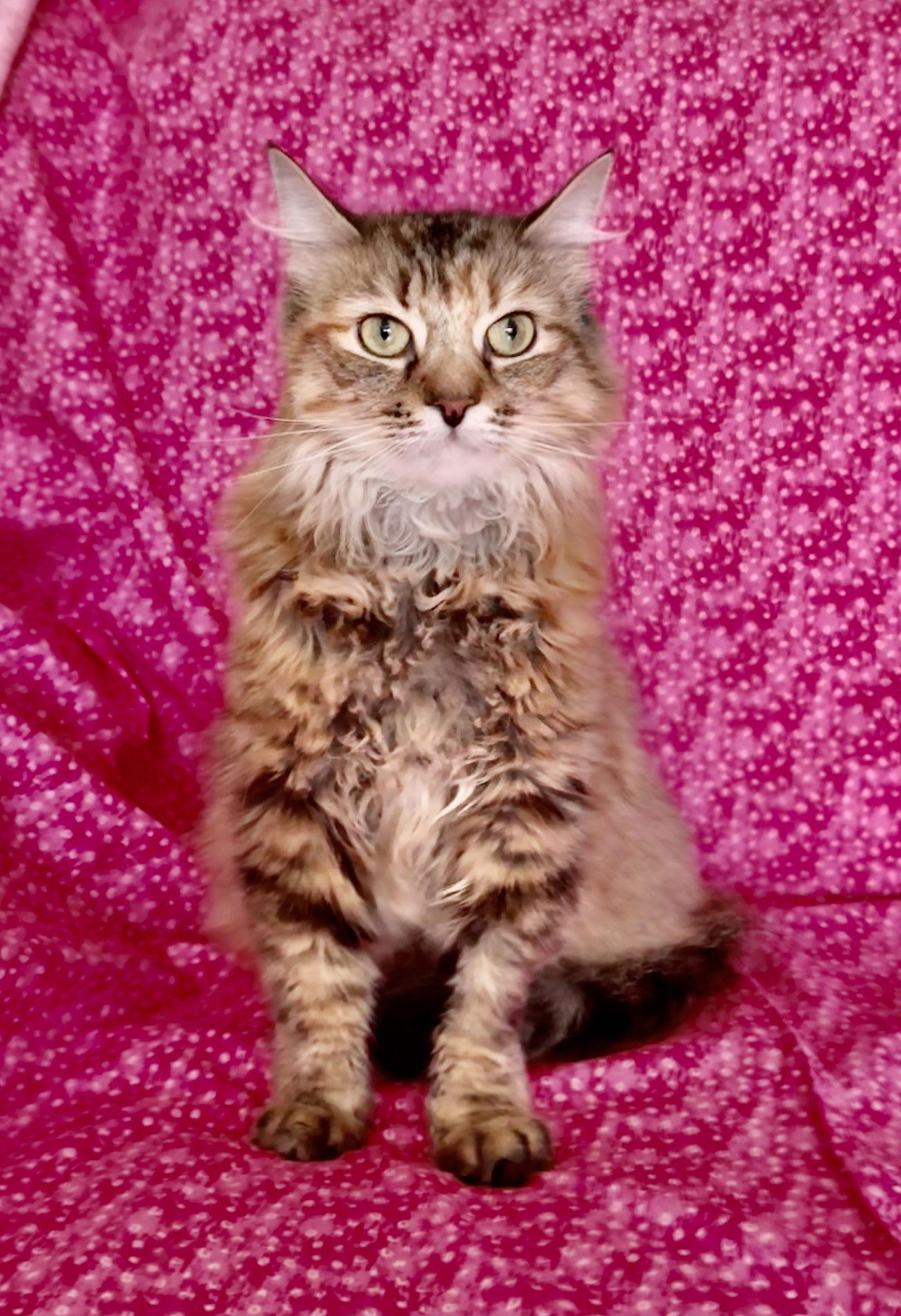 Enlarge Pink, a Adoptable mixed breed in Newtown Square, PA image 2/3