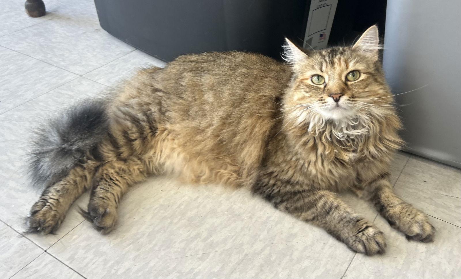 Enlarge Pink, a Adoptable mixed breed in Newtown Square, PA image 3/3