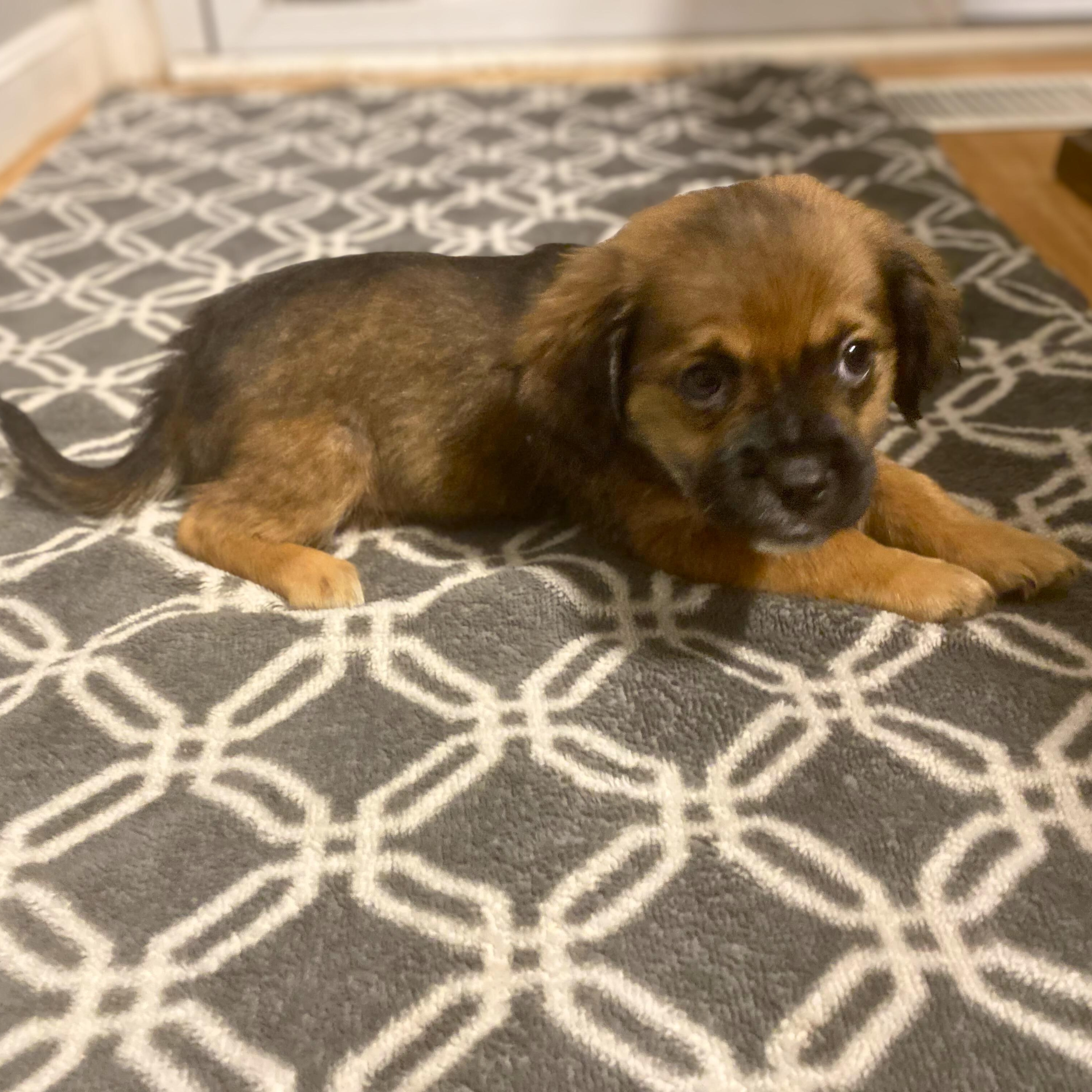 Kai, an adopted Mixed Breed in Baldwin, MD image 3/4