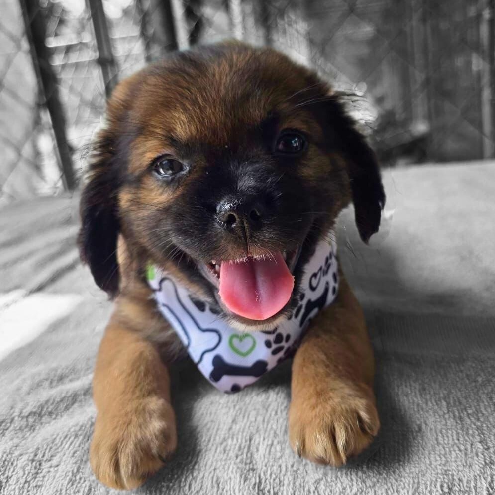 Kai, an adopted Mixed Breed in Baldwin, MD image 1/4