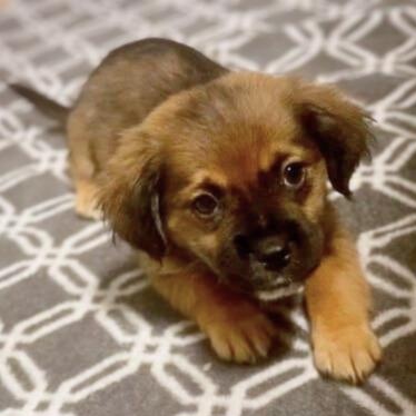 Kai, an adopted Mixed Breed in Baldwin, MD image 2/4