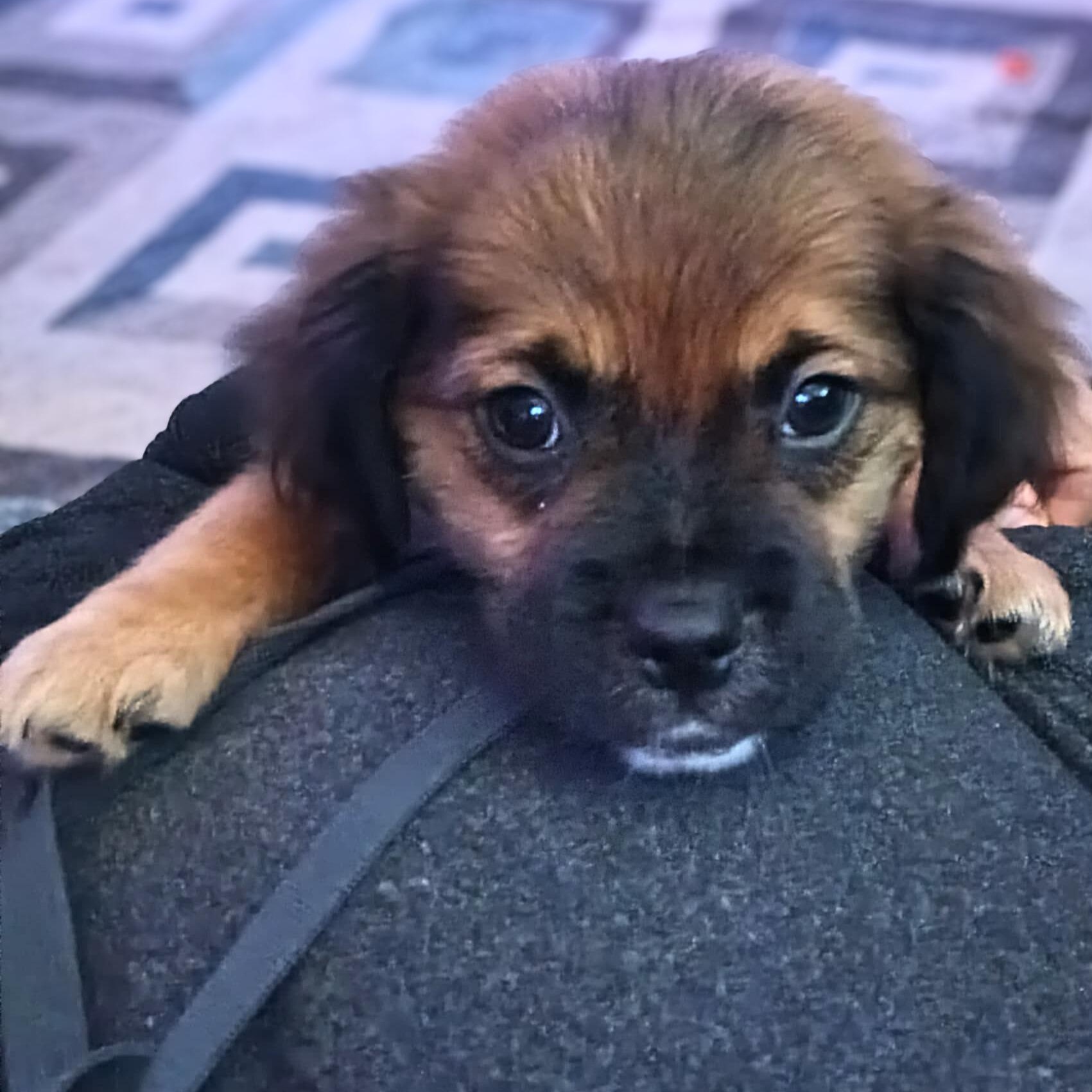 Kai, an adopted Mixed Breed in Baldwin, MD image 4/4