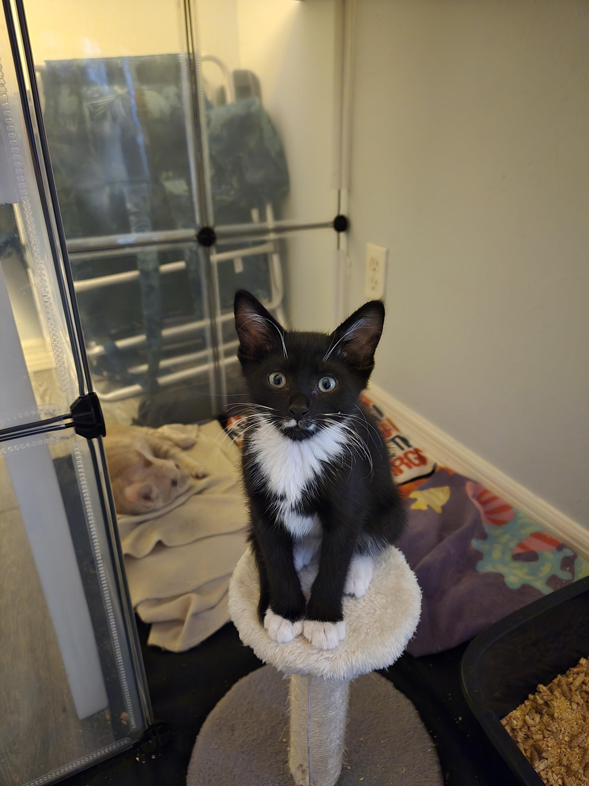 Marvin the Martian, Adopted, Young Male Domestic Long Hair.