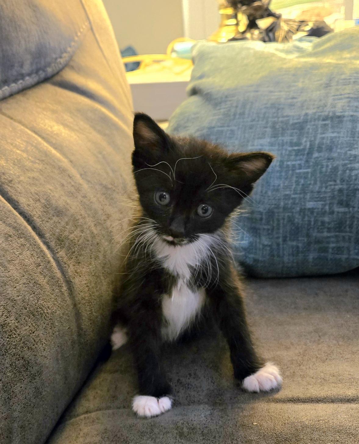 Marvin the Martian, a Adopted mixed breed in St Petersburg, FL image 2/6