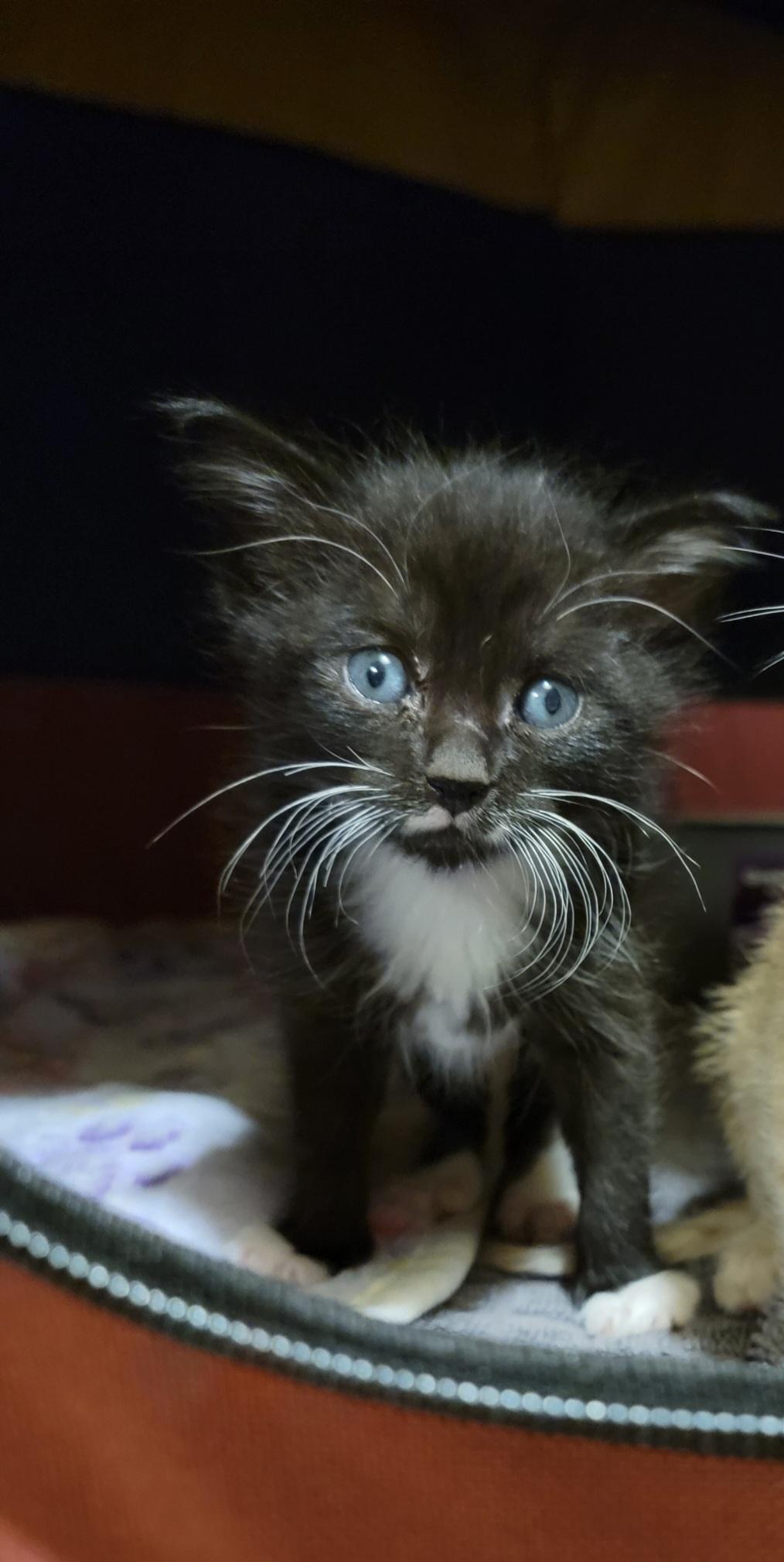 Marvin the Martian, a Adopted mixed breed in St Petersburg, FL image 3/6