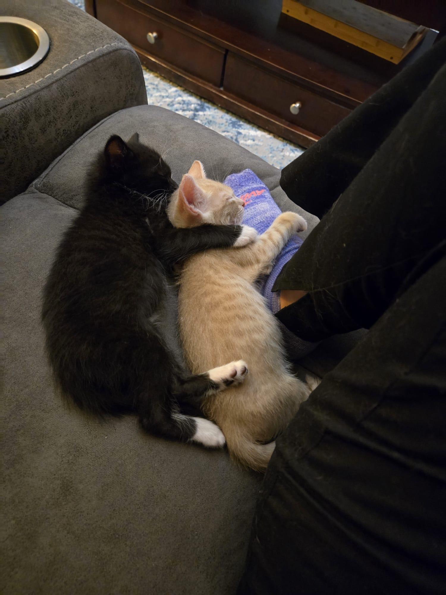 Marvin the Martian, a Adopted mixed breed in St Petersburg, FL image 4/6