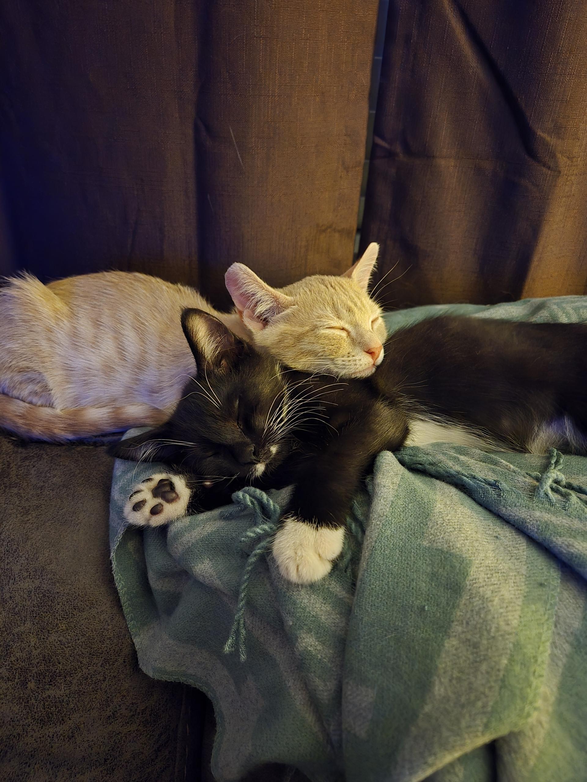 Marvin the Martian, a Adopted mixed breed in St Petersburg, FL image 5/6