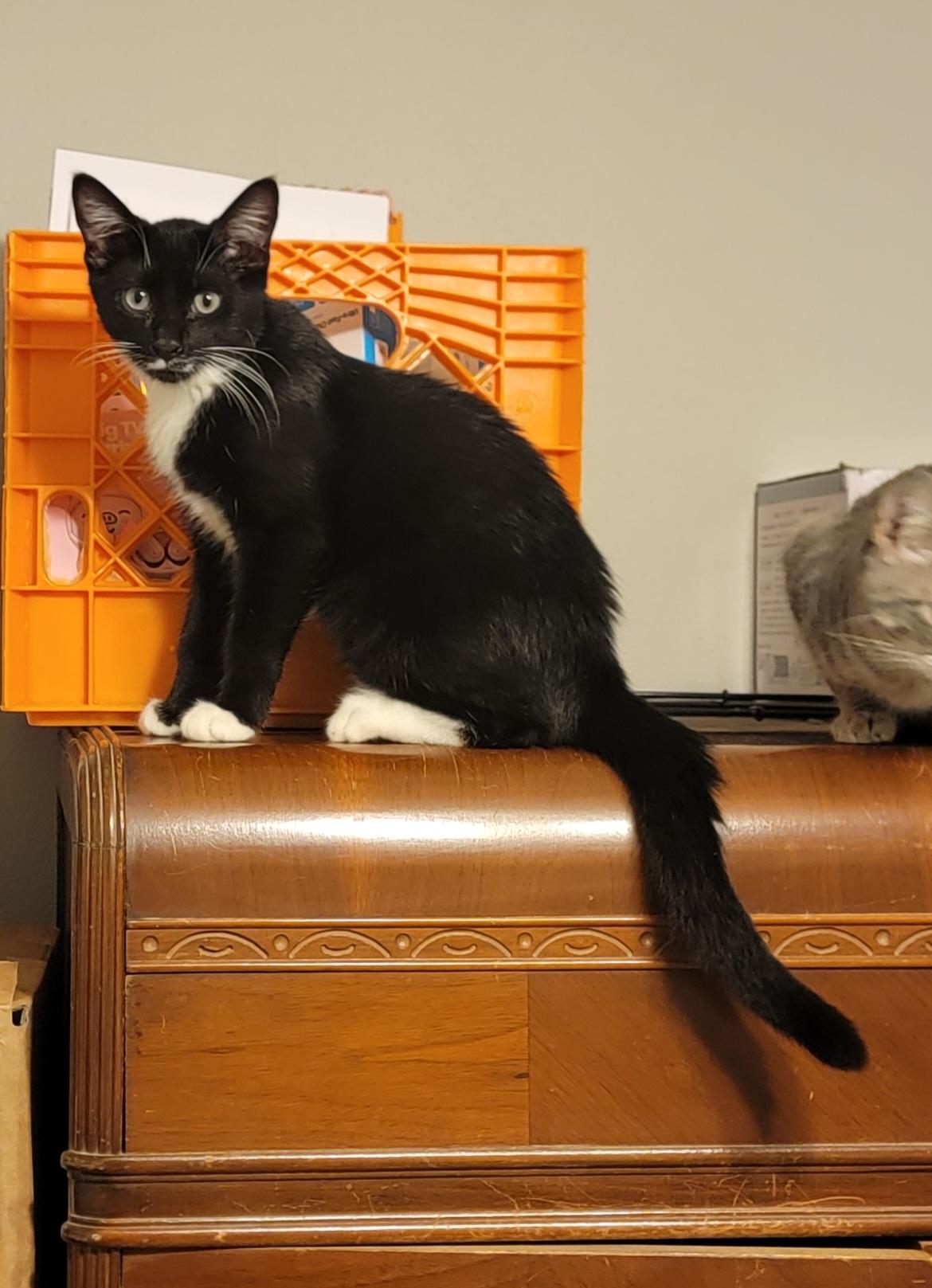 Marvin the Martian, a Adopted mixed breed in St Petersburg, FL image 6/6