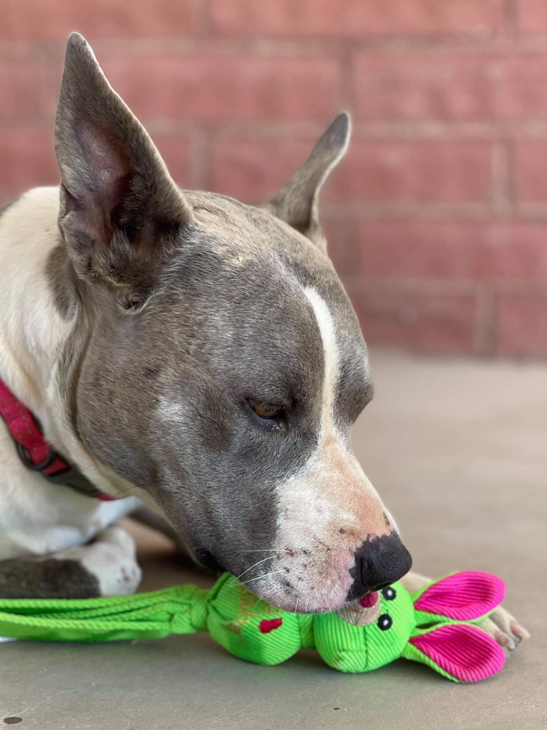 Lily, a Adoptable mixed breed in Thatcher, AZ image 1/5
