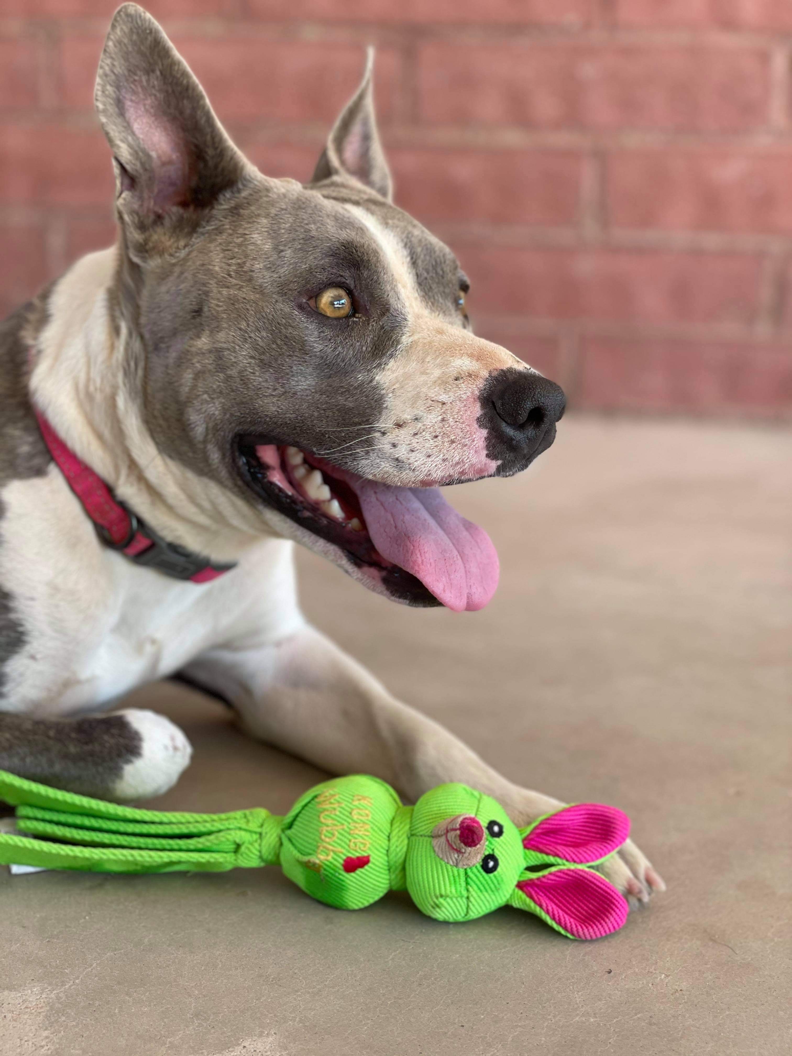 Lily, a Adoptable mixed breed in Thatcher, AZ image 2/5