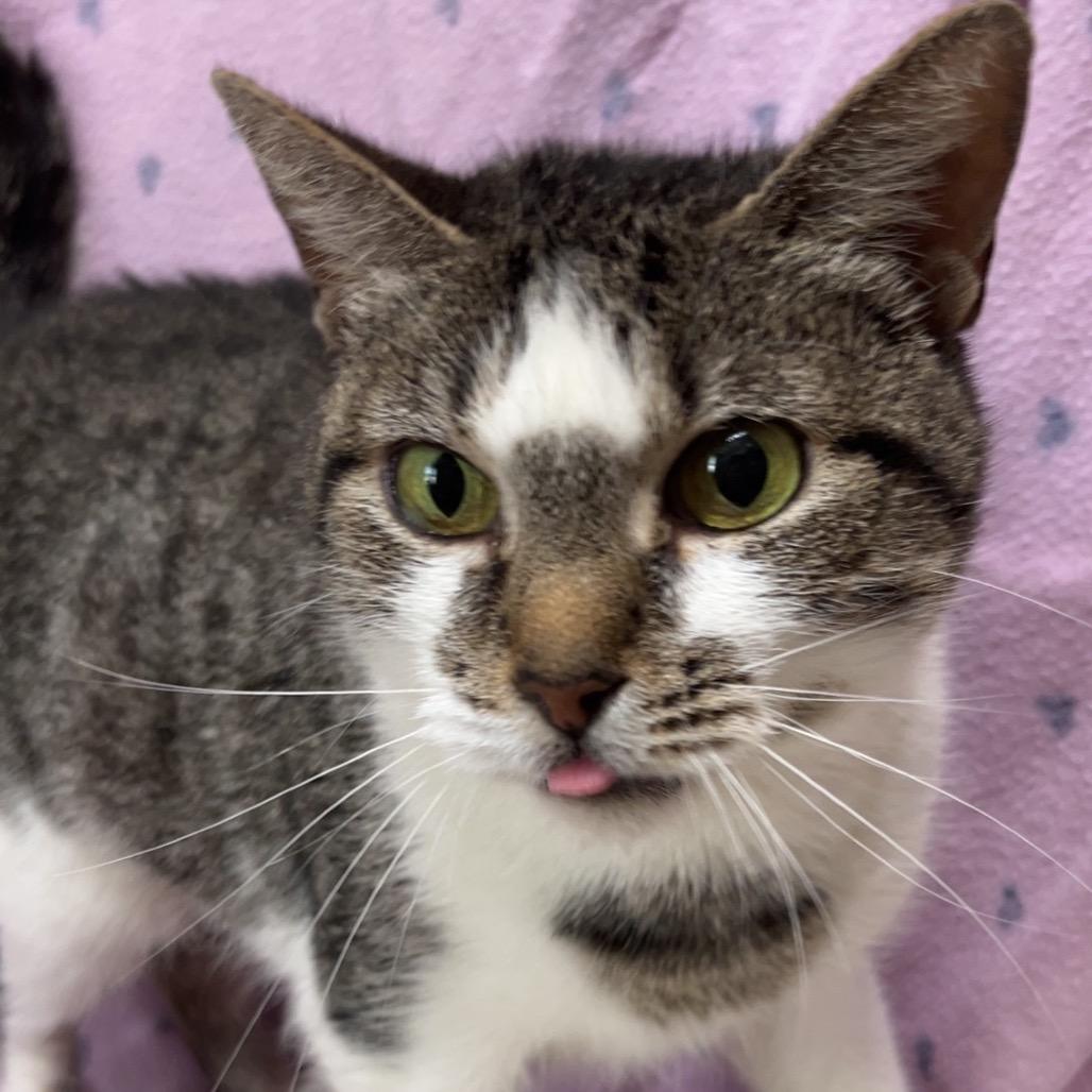 Enlarge Solstice, a Adoptable American Shorthair in Monroeville, AL image 1/3