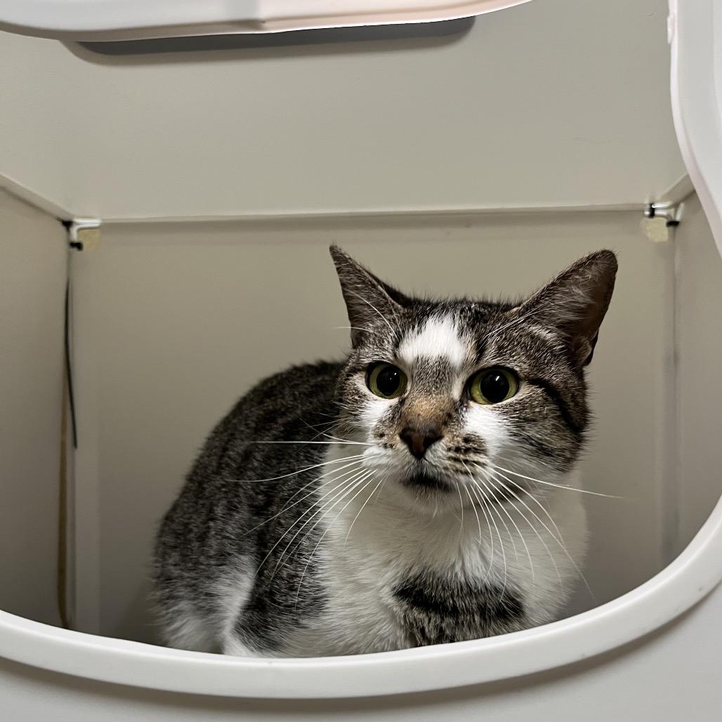 Enlarge Solstice, a Adoptable American Shorthair in Monroeville, AL image 2/3