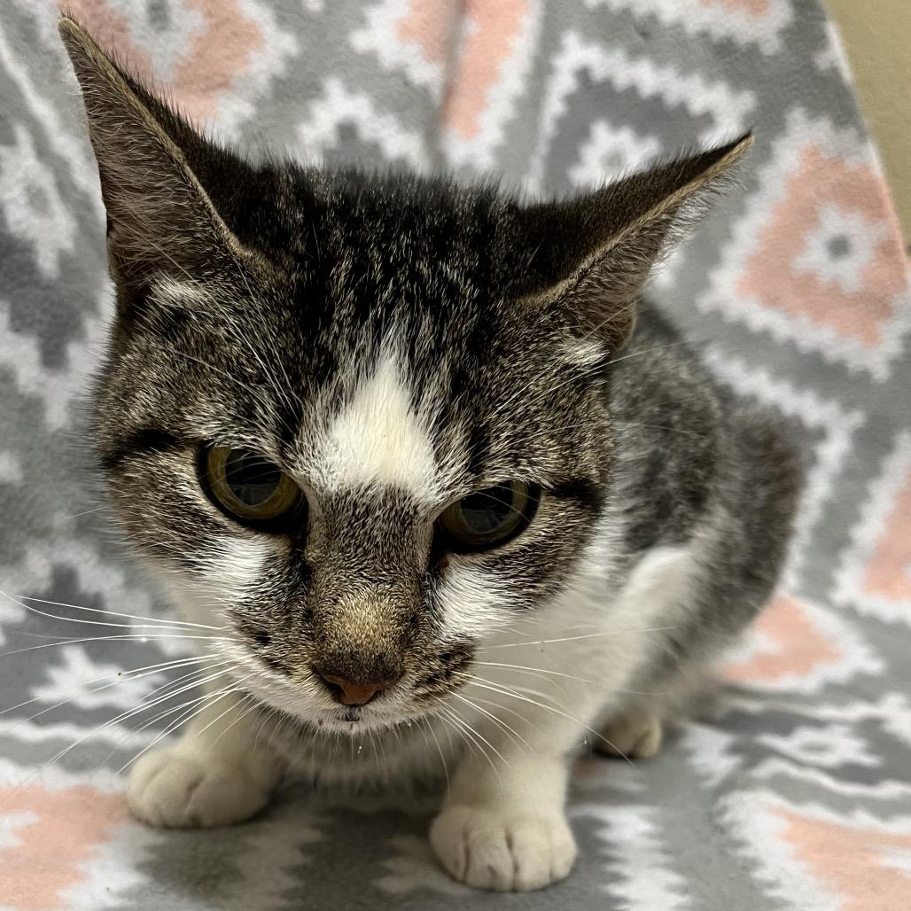 Enlarge Solstice, a Adoptable American Shorthair in Monroeville, AL image 3/3