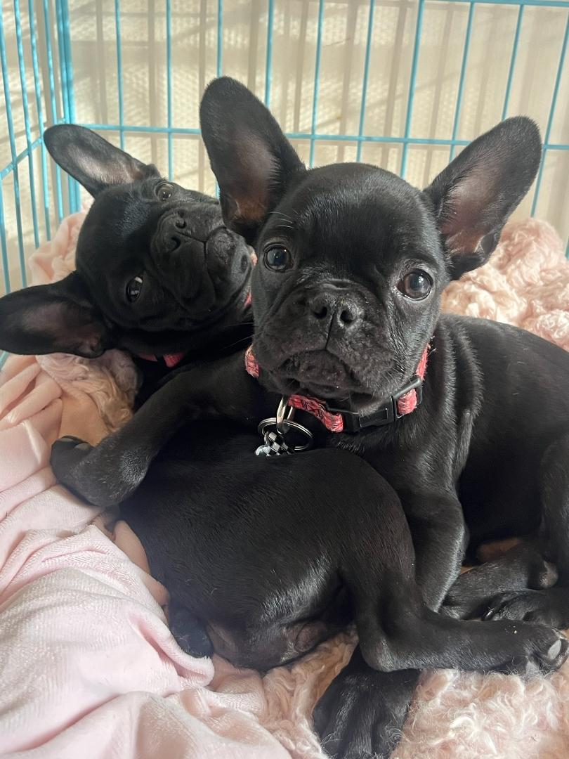 Enlarge Simone & Leon, a ADOPTABLE French Bulldog in Los Angeles, CA image 2/2