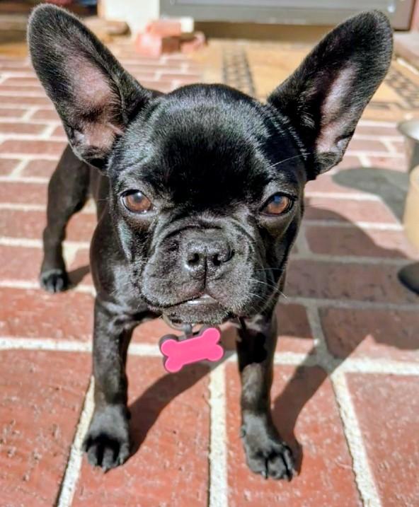 Enlarge Simone , a ADOPTABLE French Bulldog in Los Angeles, CA image 1/4