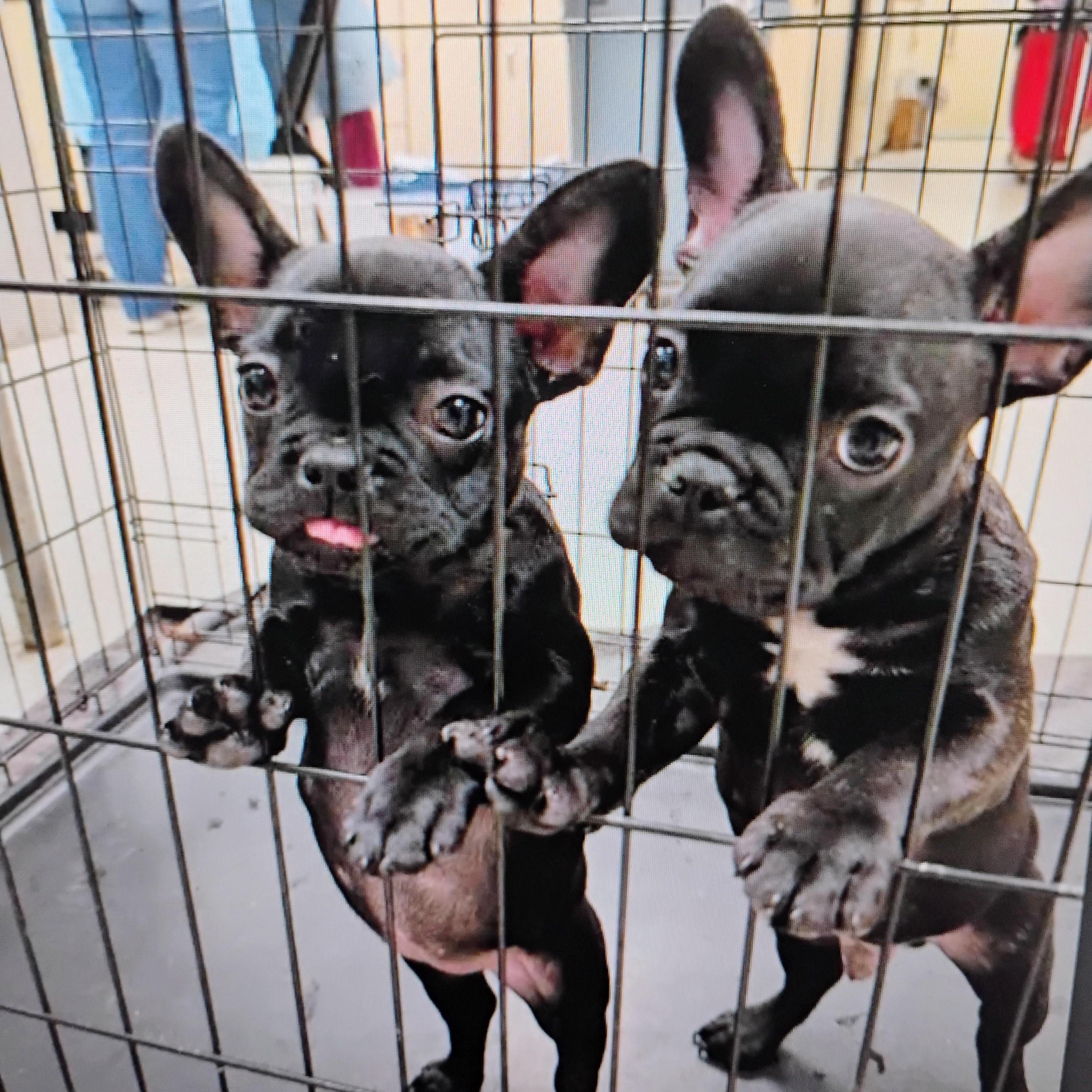 Simone & Leon, ADOPTABLE, Puppy Female French Bulldog.