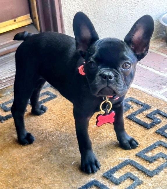 Enlarge Simone , a ADOPTABLE French Bulldog in Los Angeles, CA image 2/4