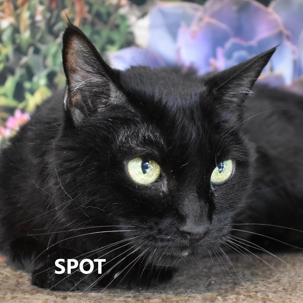Spot photo
