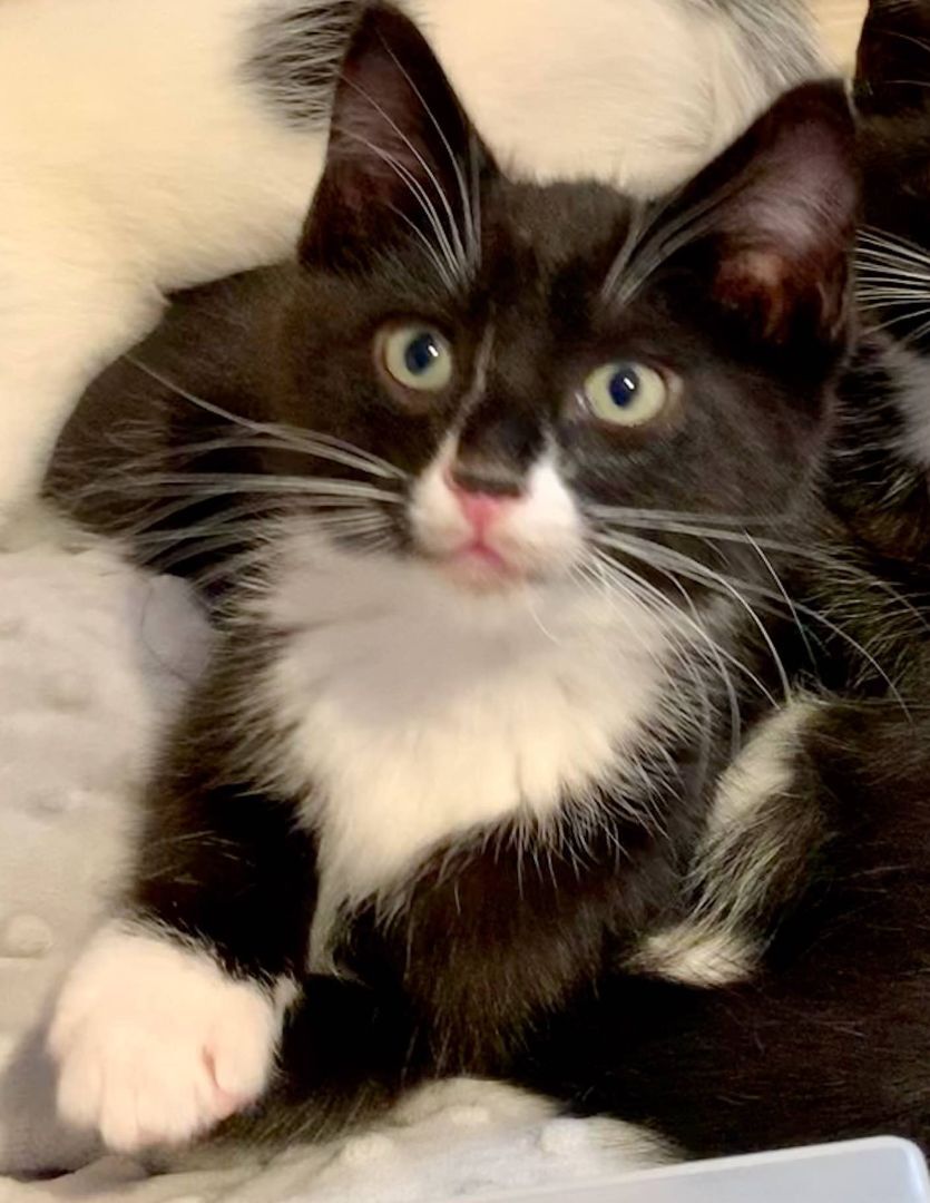 Enlarge Eenie, a Adopted Domestic Short Hair in Salt Spring Island, BC image 1/9