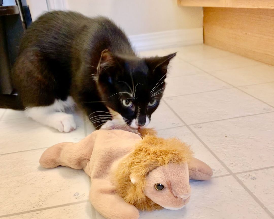 Enlarge Eenie, a Adopted Domestic Short Hair in Salt Spring Island, BC image 2/9