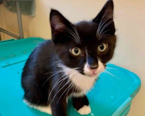 Enlarge Eenie, a Adopted Domestic Short Hair in Salt Spring Island, BC image 3/9