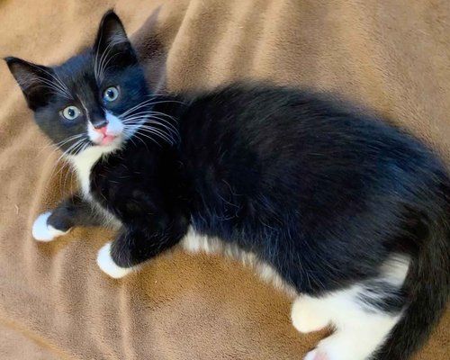 Enlarge Eenie, a Adopted Domestic Short Hair in Salt Spring Island, BC image 4/9