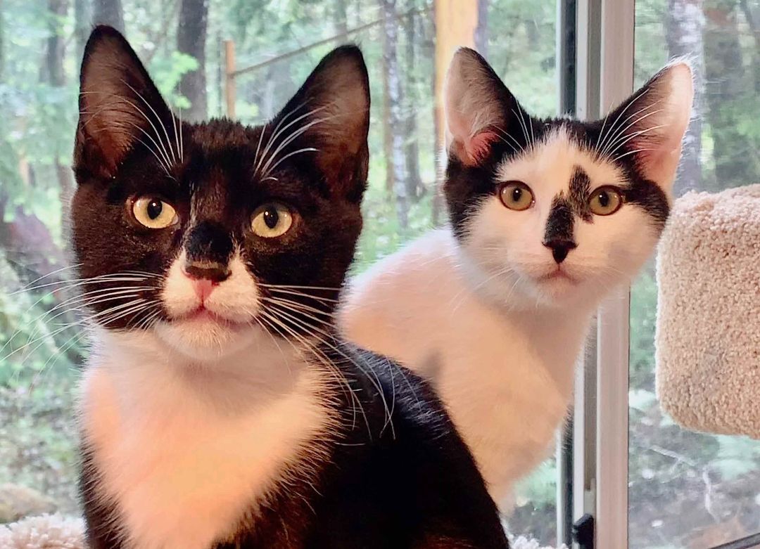 Enlarge Eenie, a Adopted Domestic Short Hair in Salt Spring Island, BC image 5/9