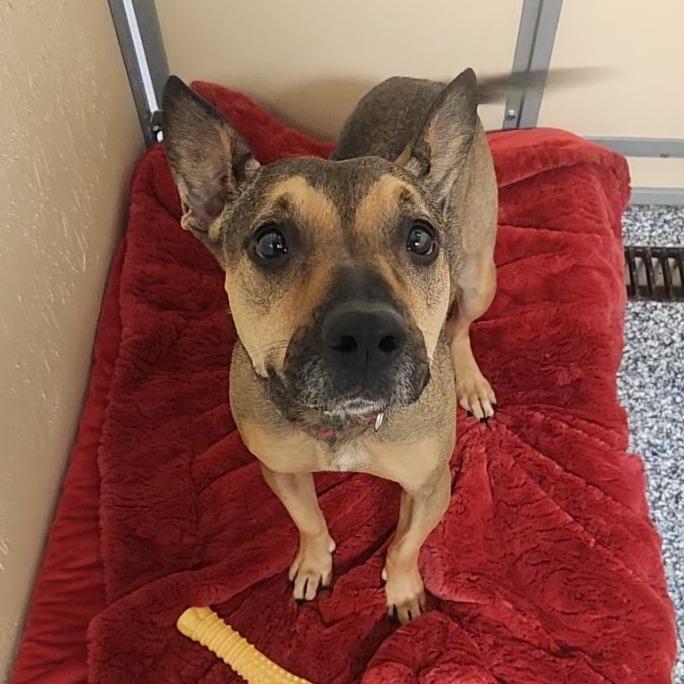 Jewel, Adoptable, Adult Female Shepherd.