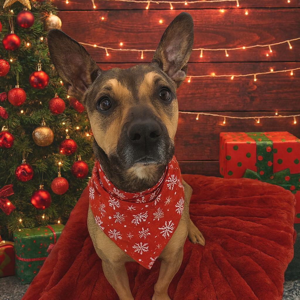 Enlarge Jewel, a Adoptable mixed breed in Binghamton, NY image 2/2