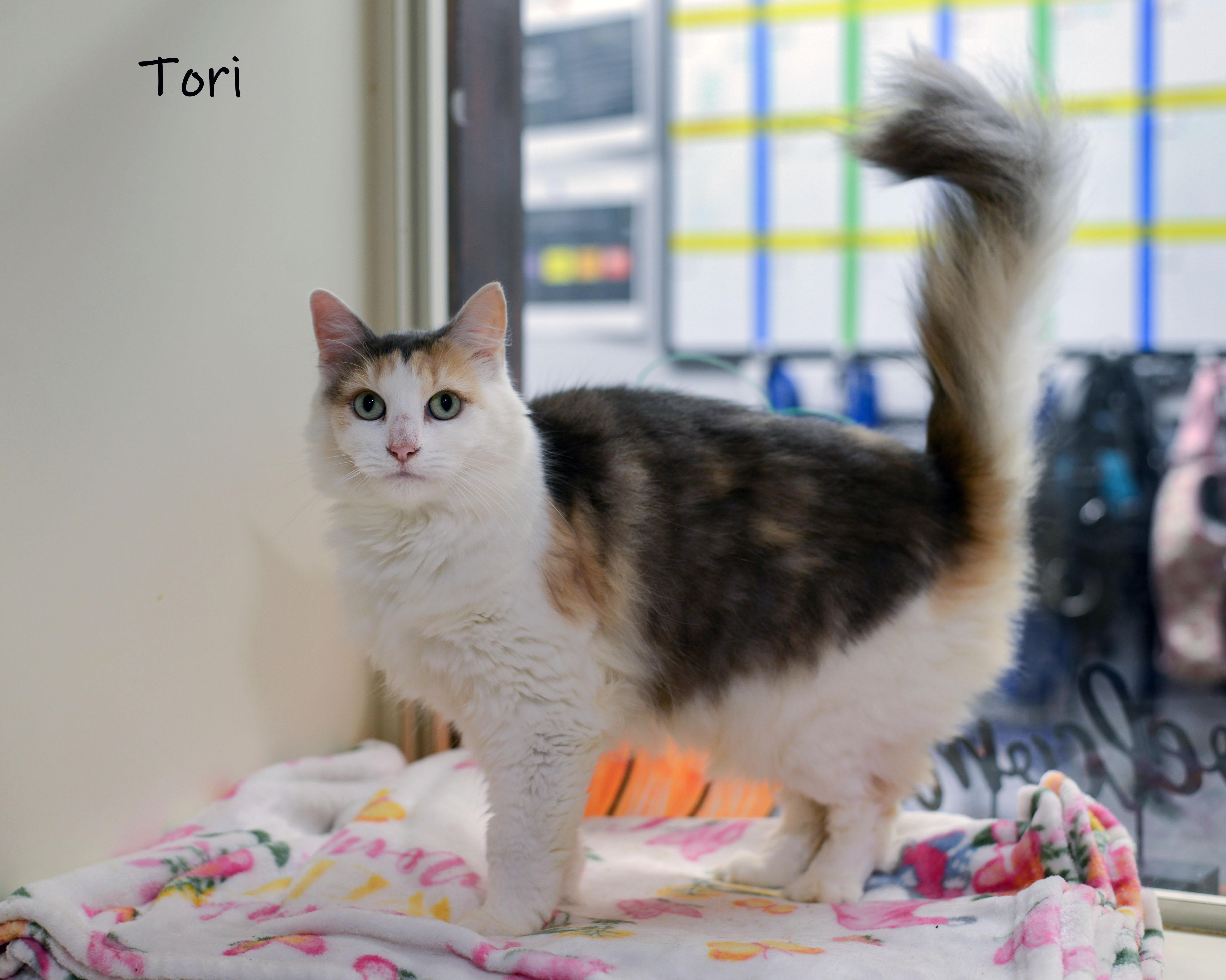 Tori, an adopted Calico in Bishop, GA image 4/4