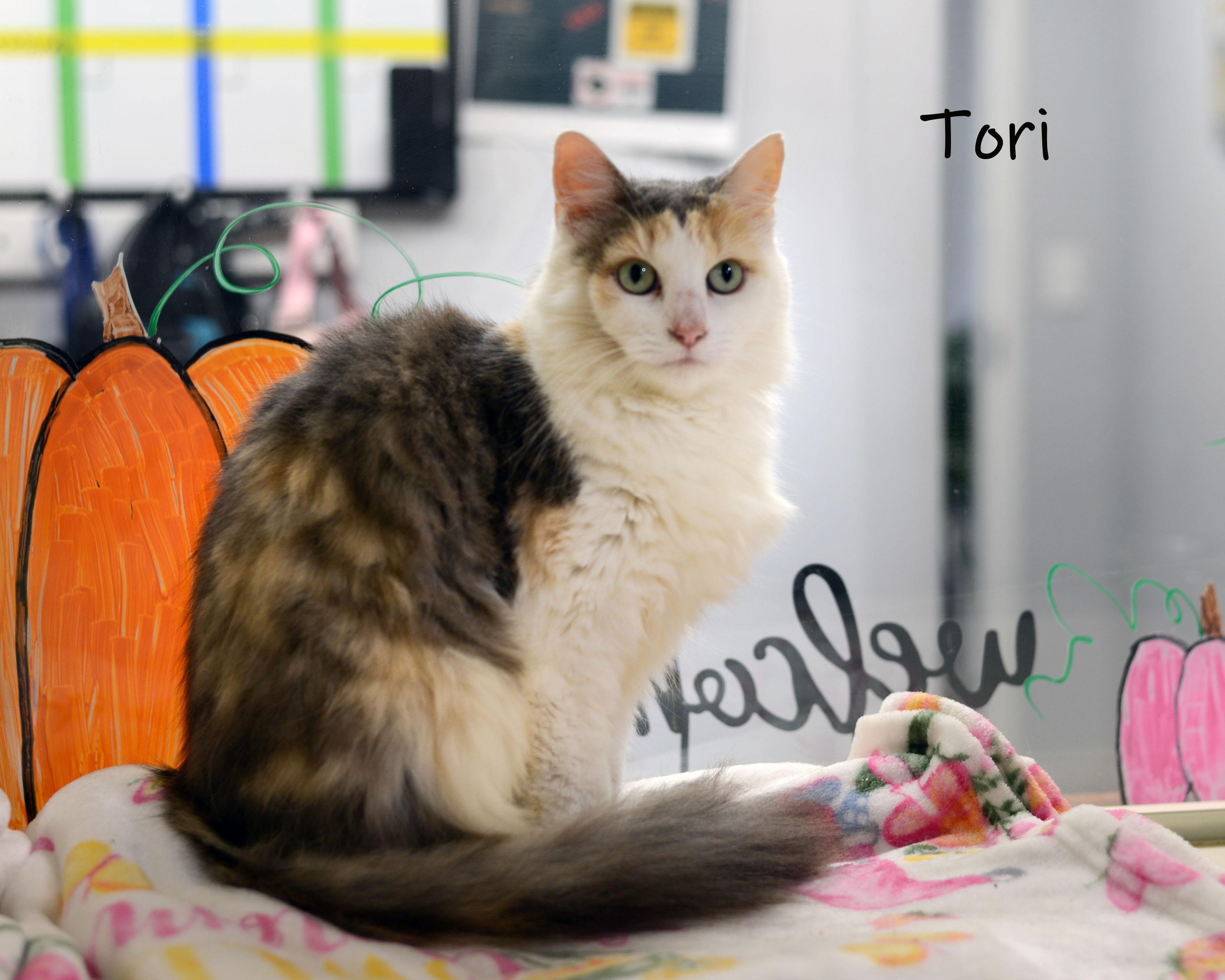 Tori, an adopted Calico in Bishop, GA image 3/4