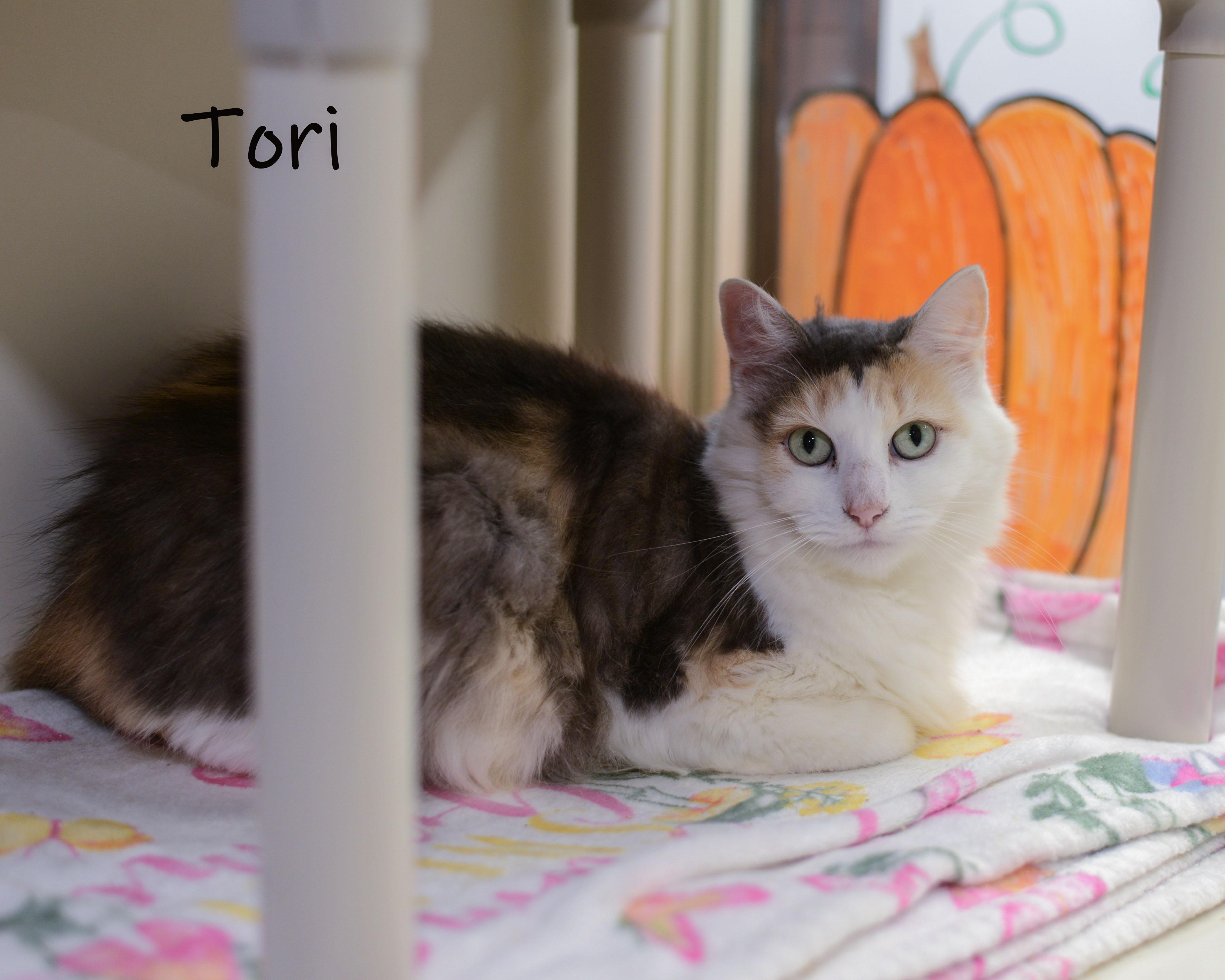 Tori, an adopted Calico in Bishop, GA image 2/4