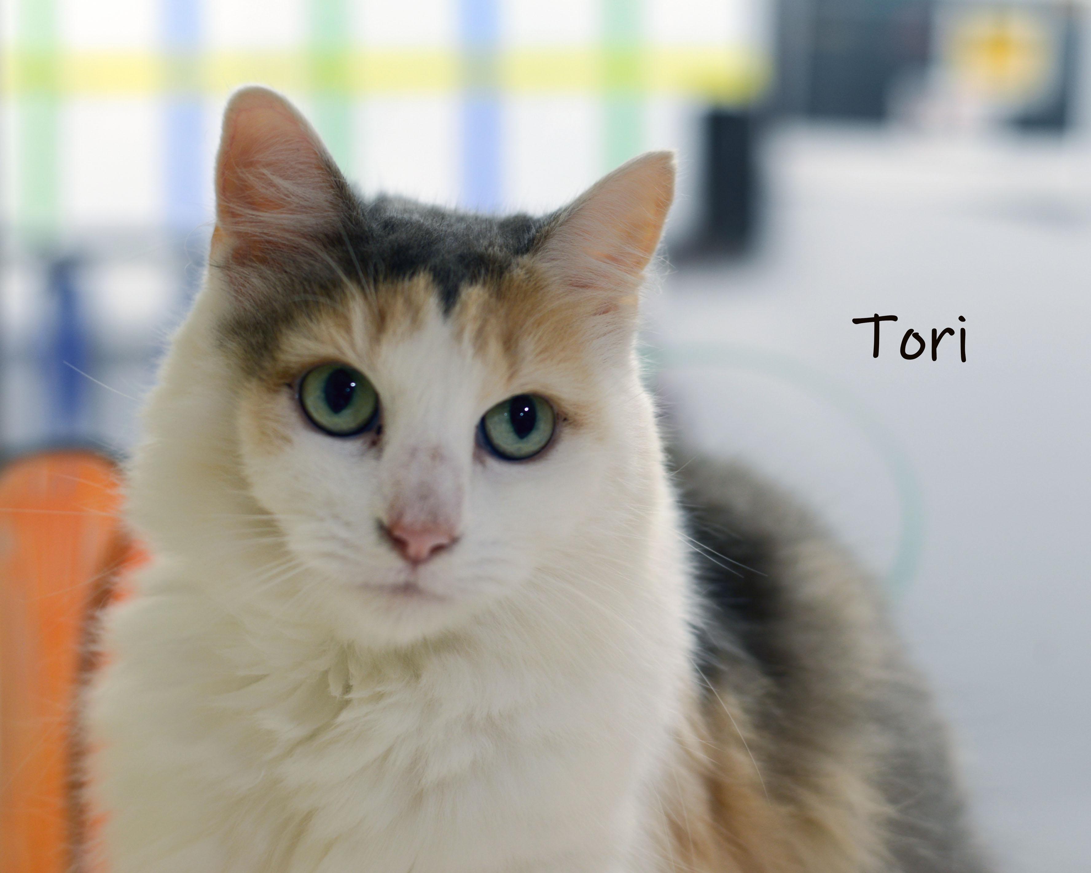 Tori, adopted, Adult Female Calico.