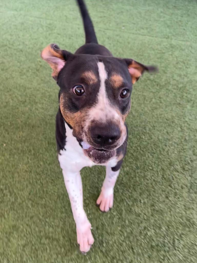 Enlarge Tooterooskie, a Adoptable mixed breed in Seguin, TX image 1/3