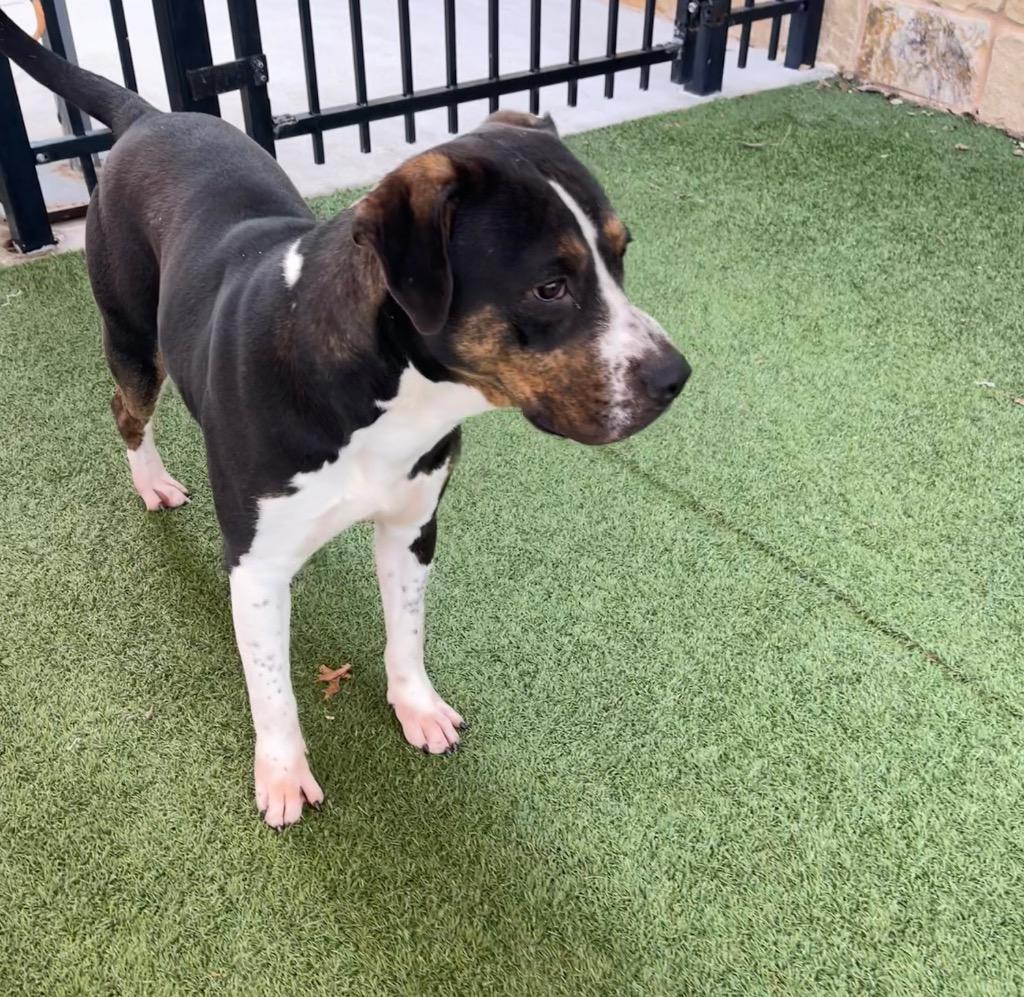 Enlarge Tooterooskie, a Adoptable mixed breed in Seguin, TX image 2/3