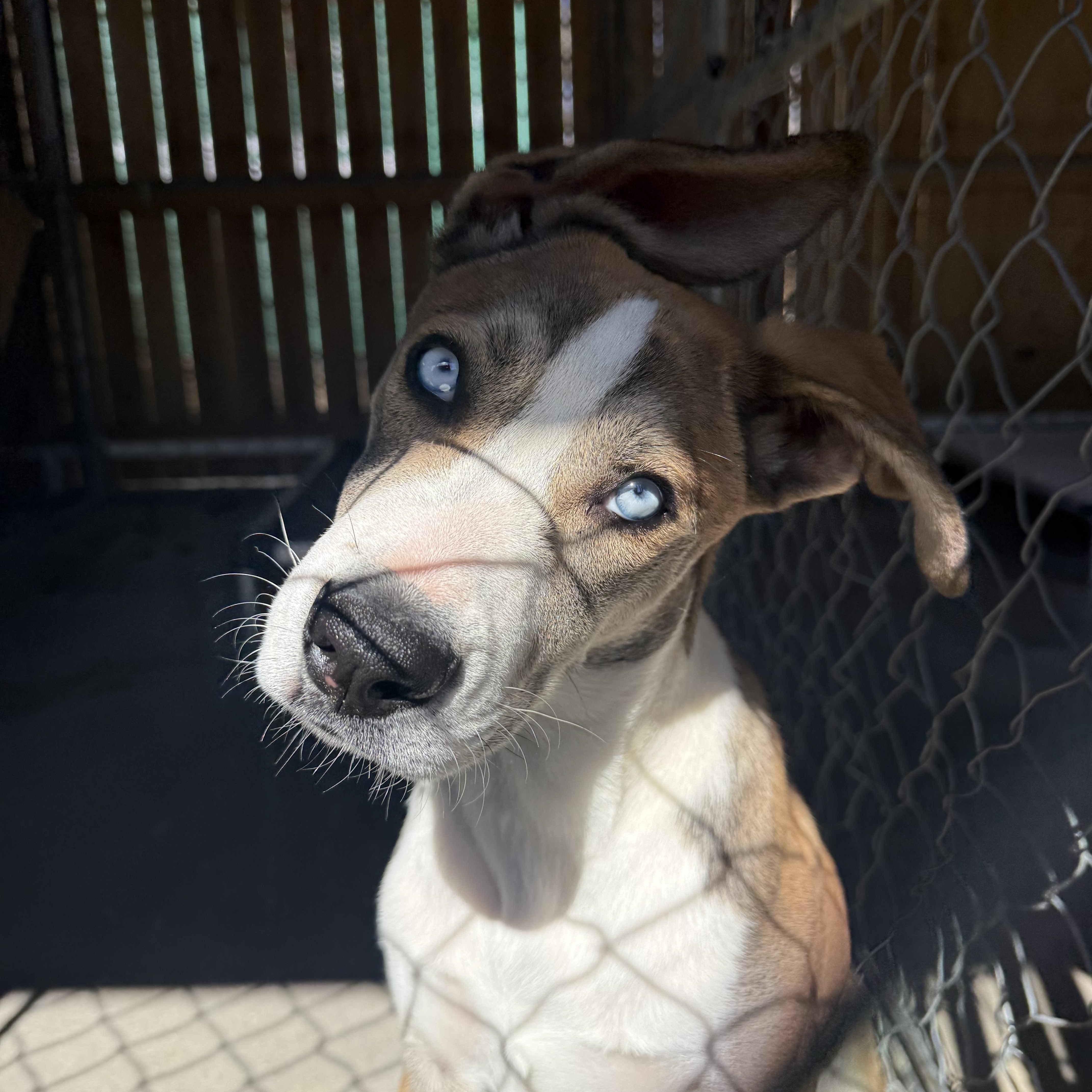 Enlarge BILLIE, an adopted mixed breed in Joshua Tree, CA image 2/2